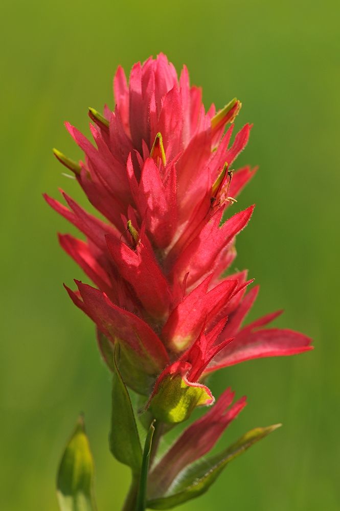 Canada-Alberta-Banff National Park Indian paintbrush flower close-up art print by Jaynes Gallery for $57.95 CAD